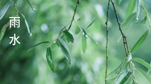 雨水时节 | 迎一场春雨,等一片花开【杭州易造】