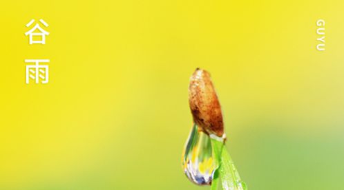 谷雨|雨生百谷,万象更新【杭州易造】