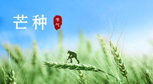 芒种 | 风吹麦成浪，蝉鸣夏始忙【杭州易造】