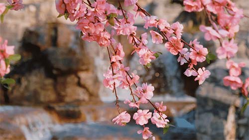 三八妇女节丨祝所有女神:愿你笑靥如花,一生不减芳华-杭州易造 三八妇女节丨祝所有女神:愿你笑靥如花,一生不减芳华-杭州易造