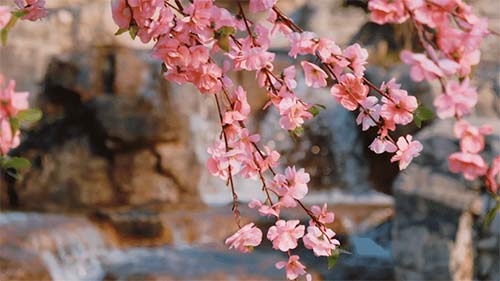 三八妇女节丨祝所有女神:愿你笑靥如花,一生不减芳华-杭州易造