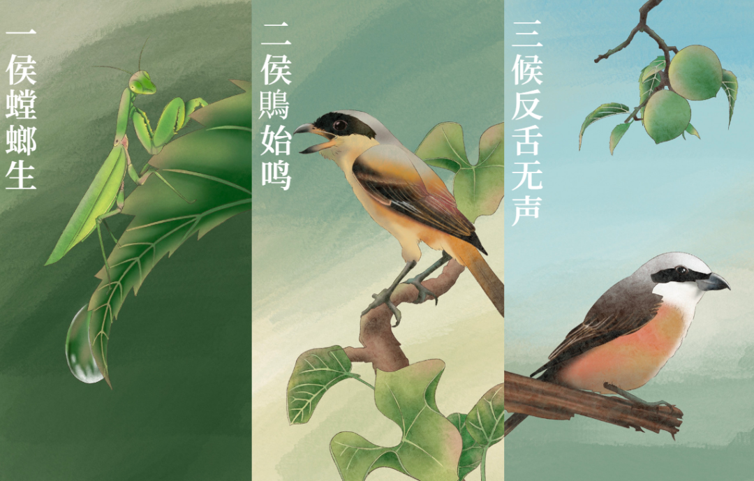 芒种 | 风吹麦成浪，蝉鸣夏始忙-三候