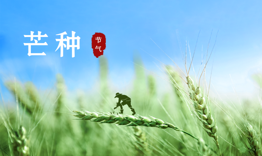 芒种 | 风吹麦成浪，蝉鸣夏始忙【杭州易造】