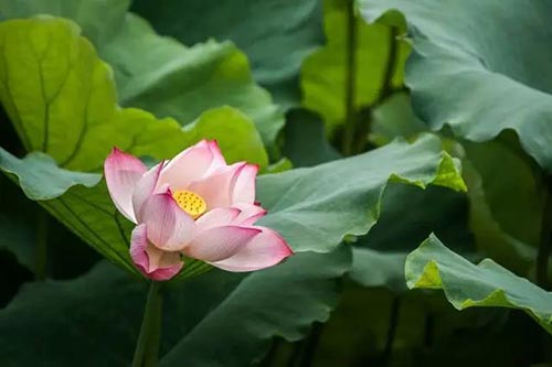 夏至 | 蝉噪林逾静，鸟鸣山更幽【杭州易造】