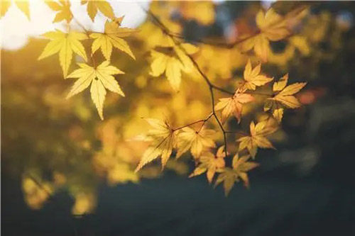 廿四节气 | 秋分：秋向此时分